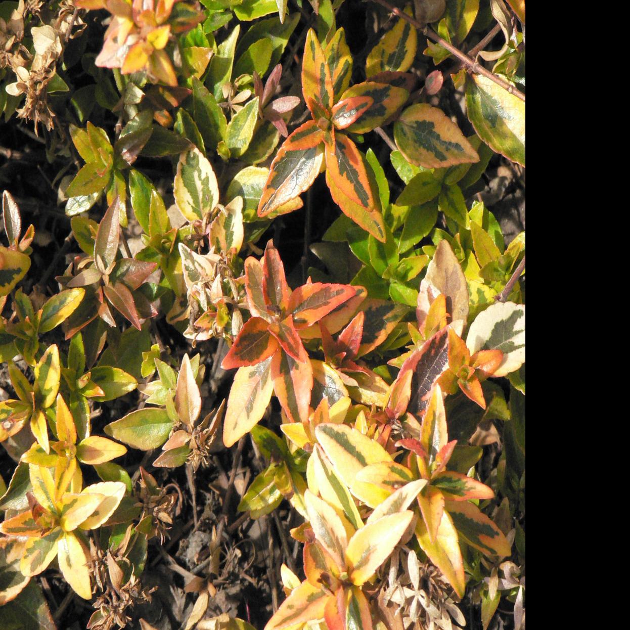 Gardening Q A Pruning Advice For Azaleas Spring And Kaleidoscope Abelia Winter Richmond Com