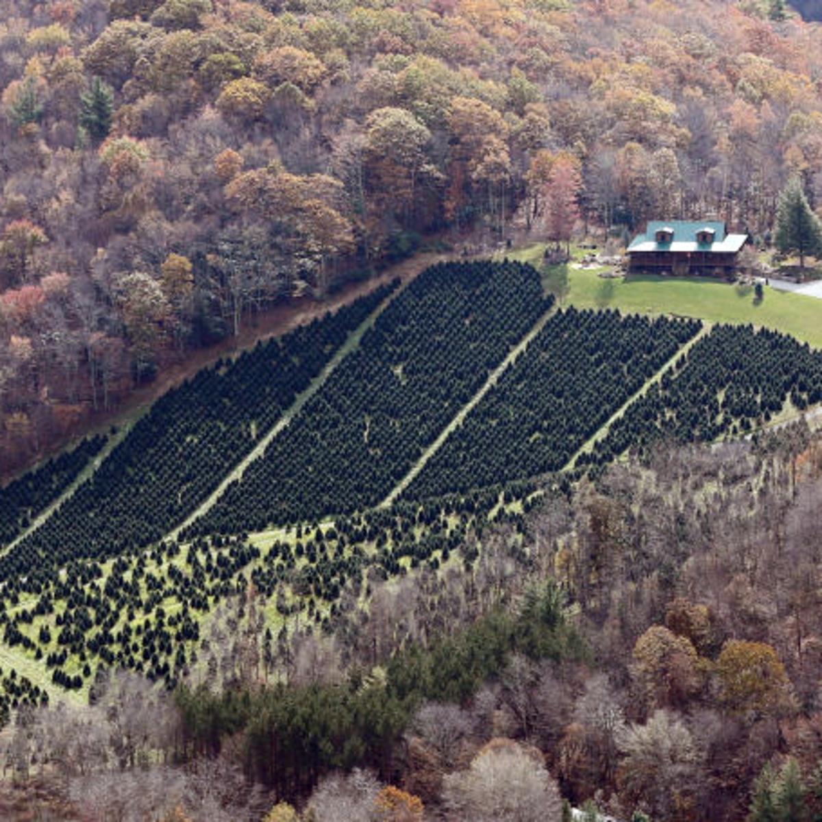 Christmas Trees Are Gift To Va S Grayson County Holiday Richmond Com Christmas Tree Farms In Virginia