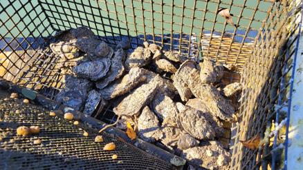 Oyster festival showcases Chesapeake Bay protection efforts - Vimarsana News