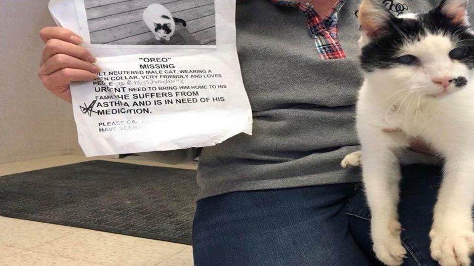 Oreo The Blind Deaf And Asthmatic Cat Reunited With Powhatan