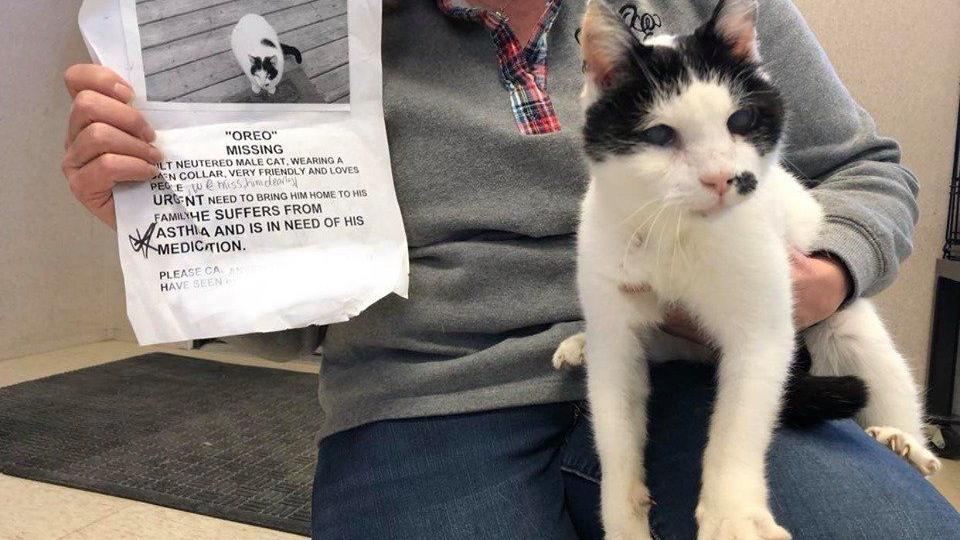 Oreo The Blind Deaf And Asthmatic Cat Reunited With