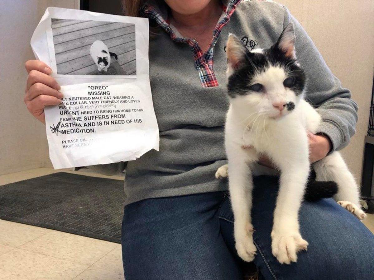 Oreo The Blind Deaf And Asthmatic Cat Reunited With Powhatan