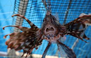 Global warming brings invasive species to the Mediterranean Sea