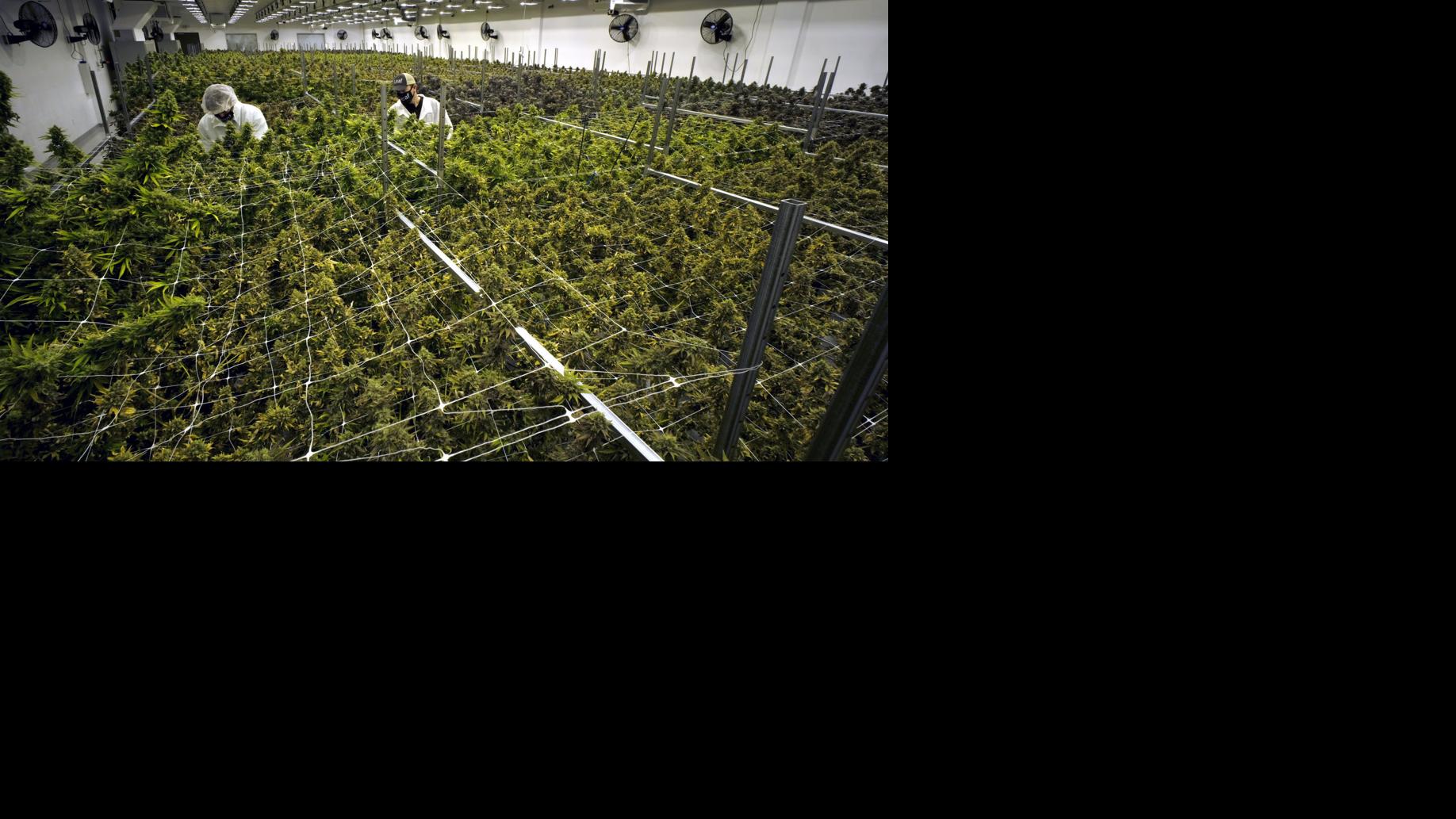 Richmond’s first licensed medical marijuana production facility set to