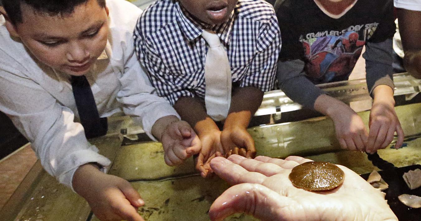 Richmond area School Districts Are Cutting Funding From The MathScience Richmond area School Districts Are Cutting Funding From The MathScience