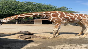 Giraffe birth