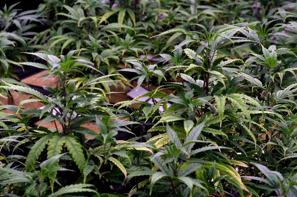 Richmond’s first licensed medical marijuana production facility set to