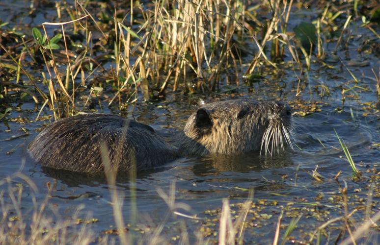 DWR Needs Your Help to Track Rare and Elusive Animals