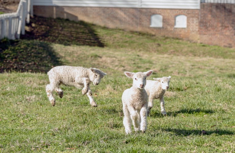 Colonial Williamsburg: lambs