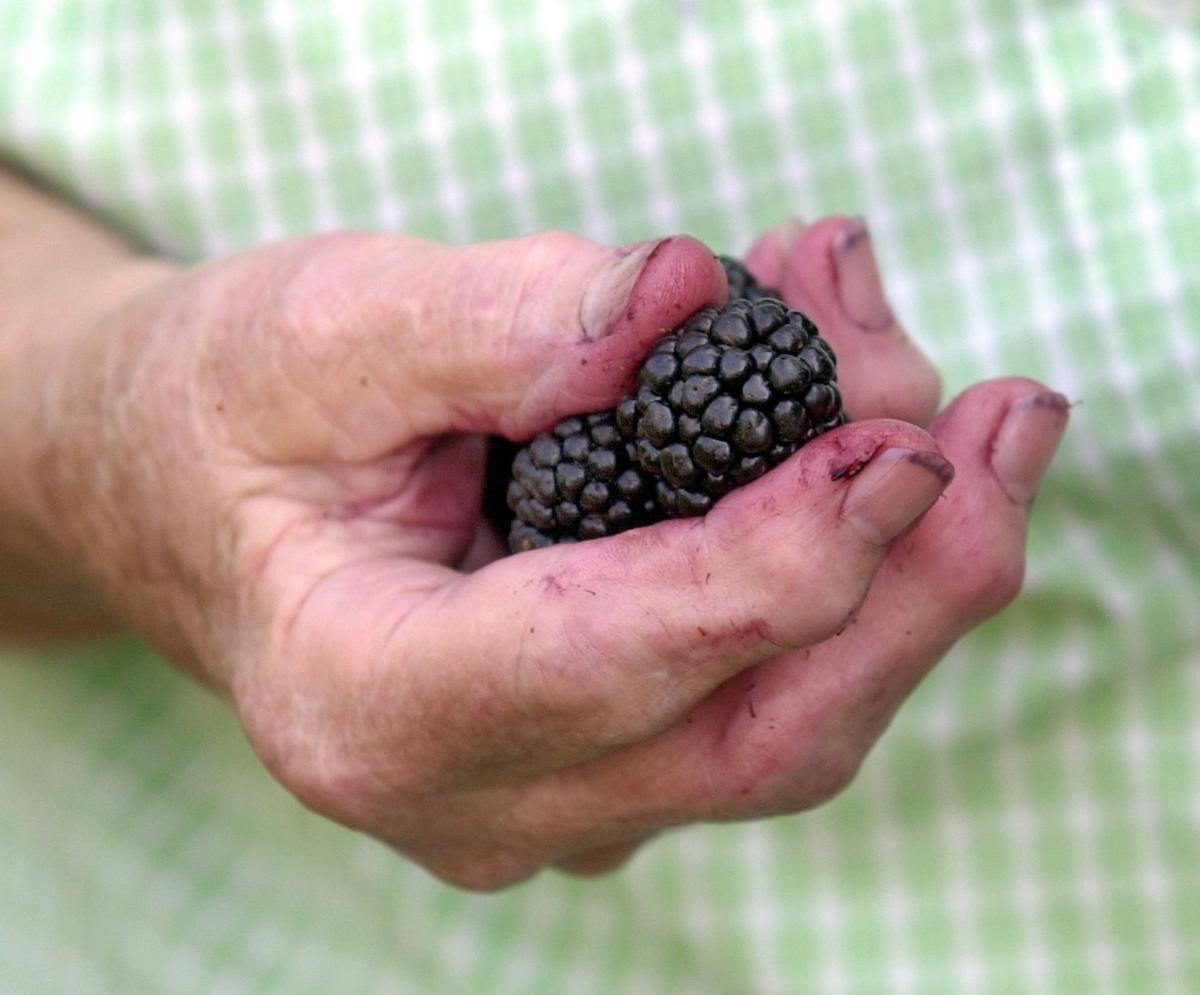 Chesterfield Berry Farm files for bankruptcy protection Business News