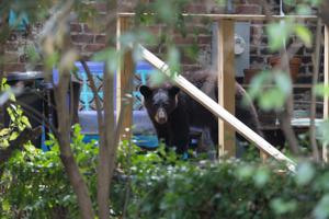 Photos: Bear in Oregon Hill