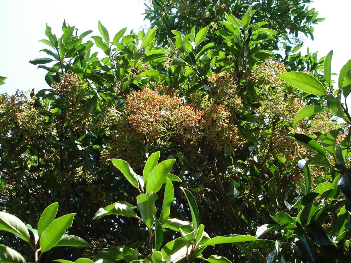 Gardening Q A Don T Give Up On Viburnum Plants Yet Richmond Com