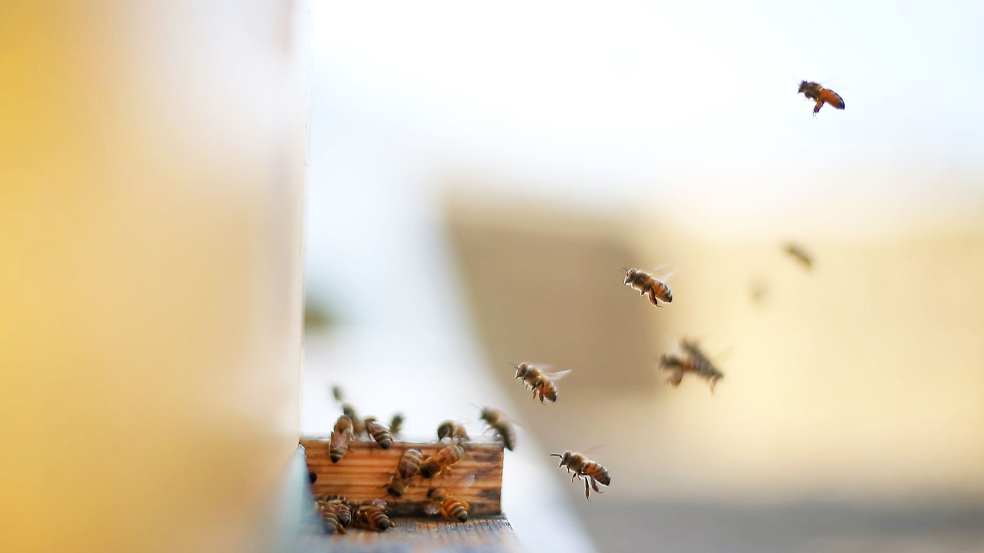 Warm Weather Brings Out The Blooms And The Bees