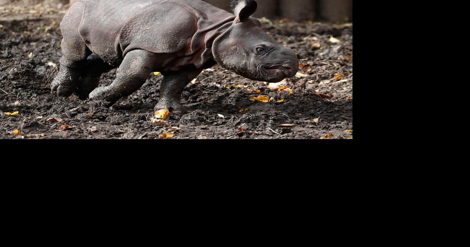250 pounds of cuteness: Baby rhino makes public debut at the Buffalo Zoo