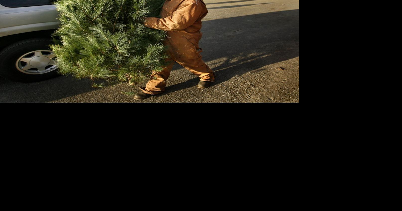 Here's where you can recycle your Christmas tree in Richmond, Henrico