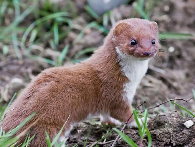 DWR Needs Your Help to Track Rare and Elusive Animals