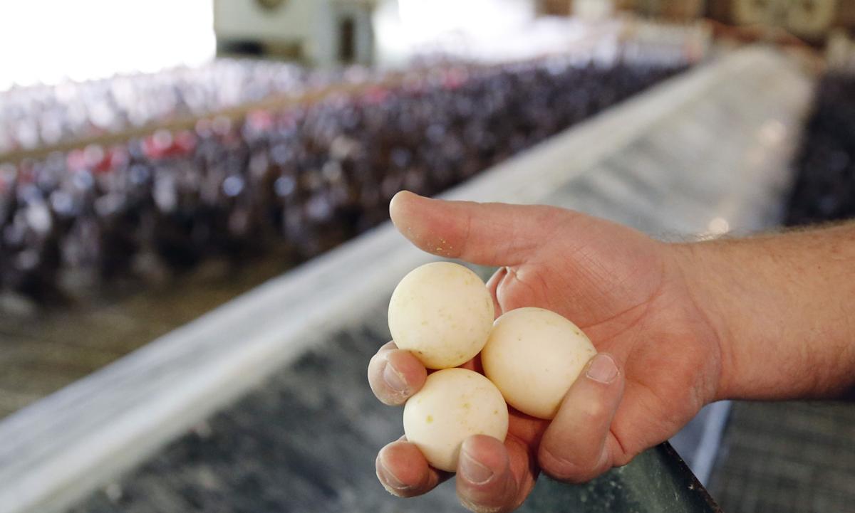 Duck Duck Eggs! Family business trying to 'quack' open the local market