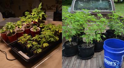 Pot plants seized from Chesterfield man's home