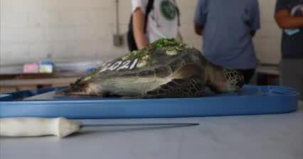 Watch Now Students Study Sea Turtle Death Richmond Com Watch Now Students Study Sea Turtle Death Richmond Com