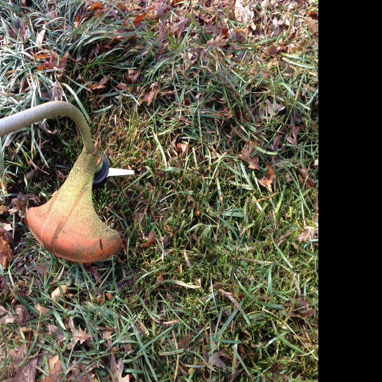 Gardening Q A Cutting Back Liriope Bleeding Pine Moving