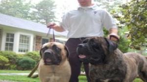 Local Dogs At The Top Of Their Breeds Goochland Gazette
