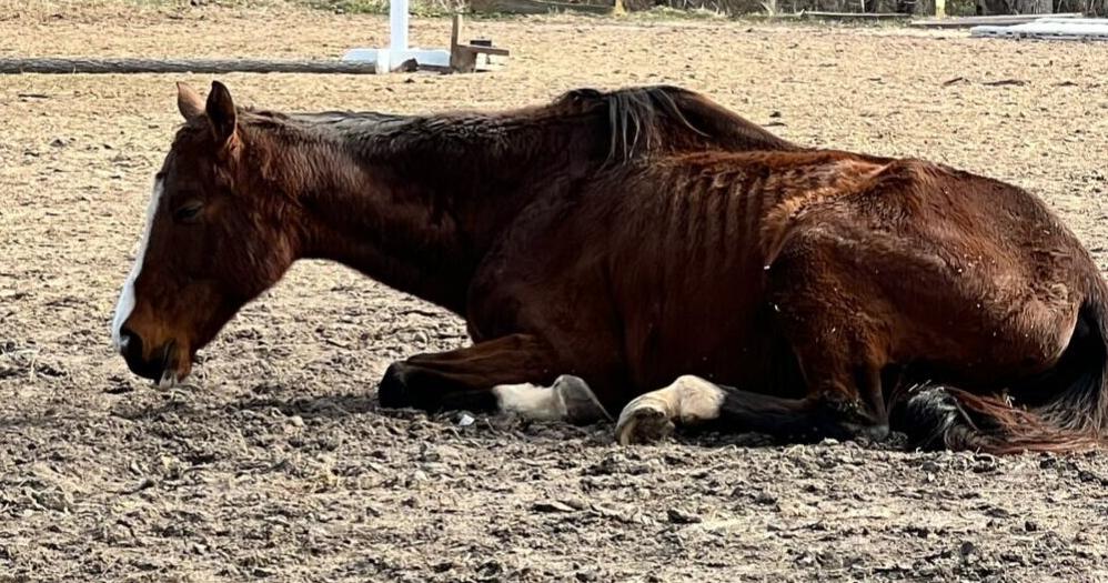 Former VA horse show judge gets 20 days for animal cruelty - Vimarsana News