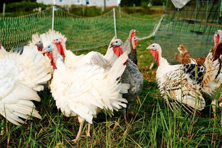 Turkeys