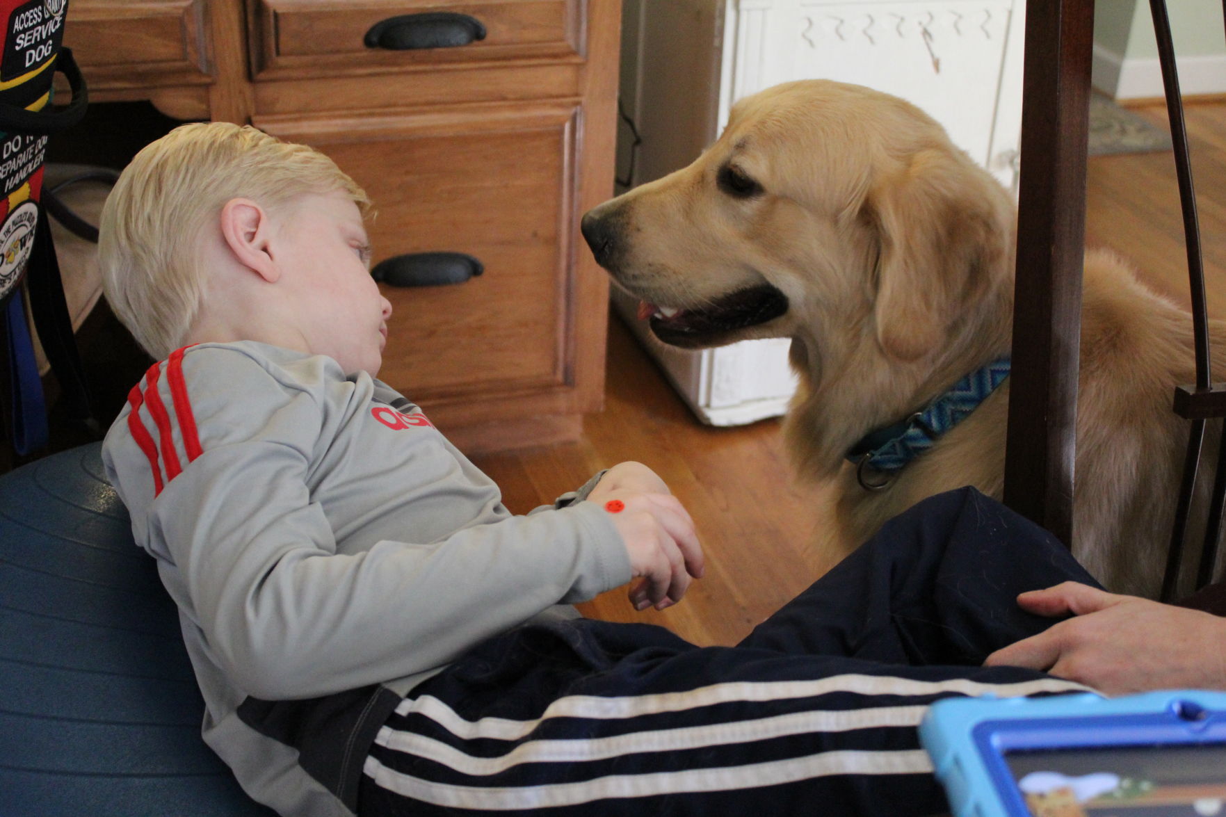 autism service dogs