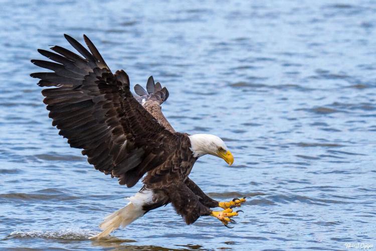 Three birds on one nest: Bald eagles showcase surprising teamwork