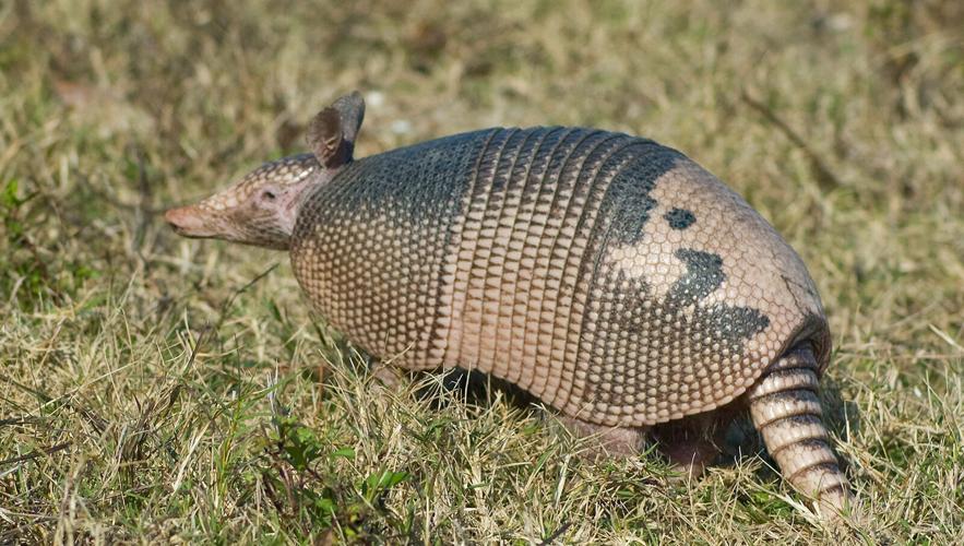 DWR Needs Your Help to Track Rare and Elusive Animals
