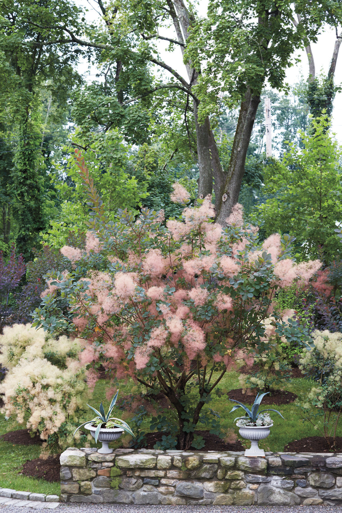 Image of Young Lady Smokebush in a garden setting