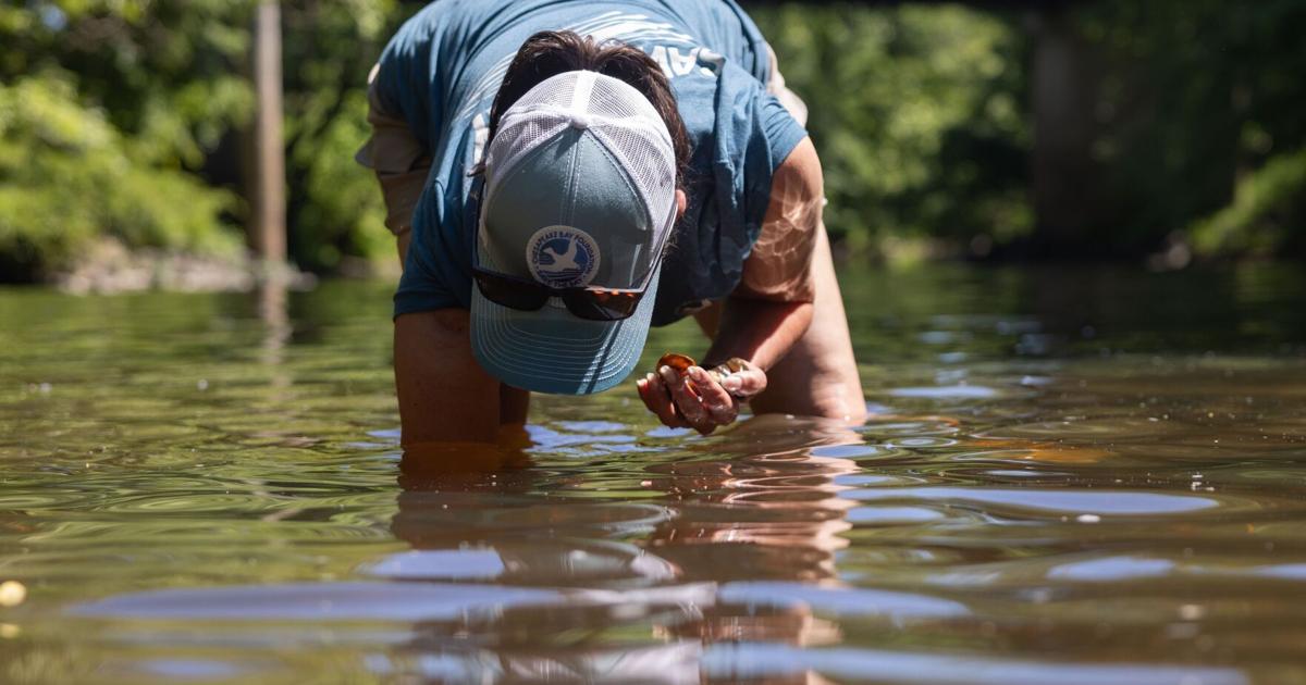Planting a future for the Chesapeake Bay in the South Anna River