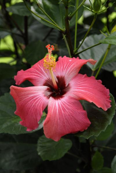 Ask Martha Keeping Hibiscus Healthy During Winter Entertainment