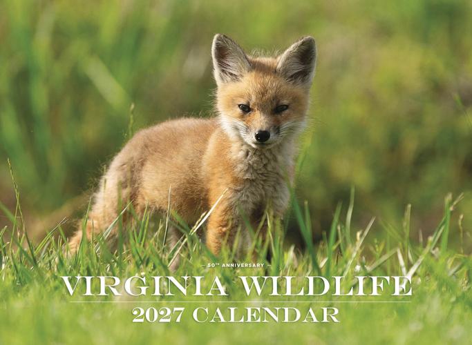 A Cute Fox Kit Scores a Cover for Anne Bryant