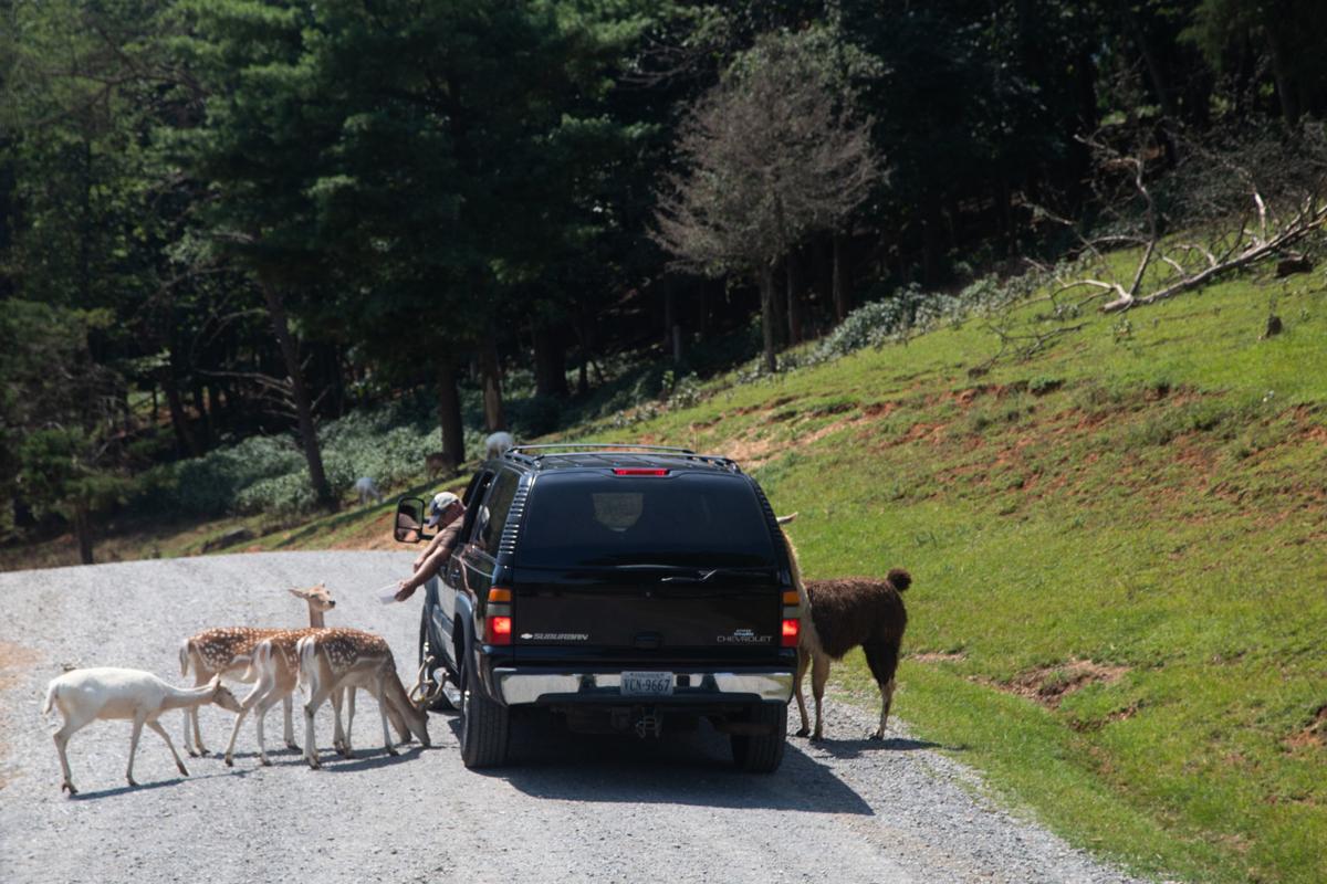 Virginia Safari Park puts visitors in touch with nature ...
