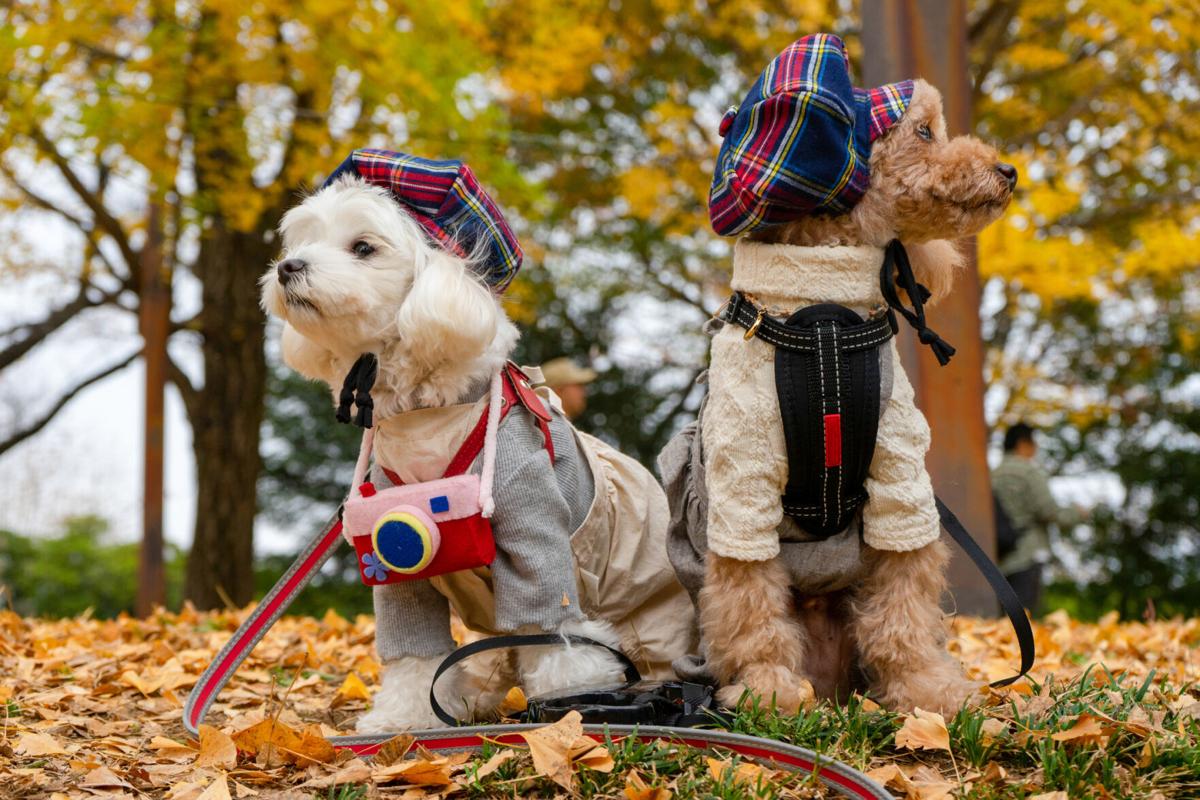 Unique Pet-Friendly Getaways -- From Coastal & Mountain Retreats to Urban Boutiques - Image