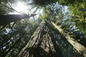 RTD coverage of national forest issues