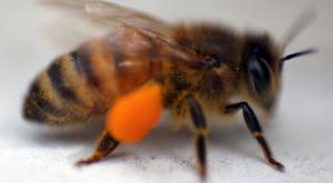 Virginia's pollinators are on everyone's balance sheet. It's time we counted them. | Guest column