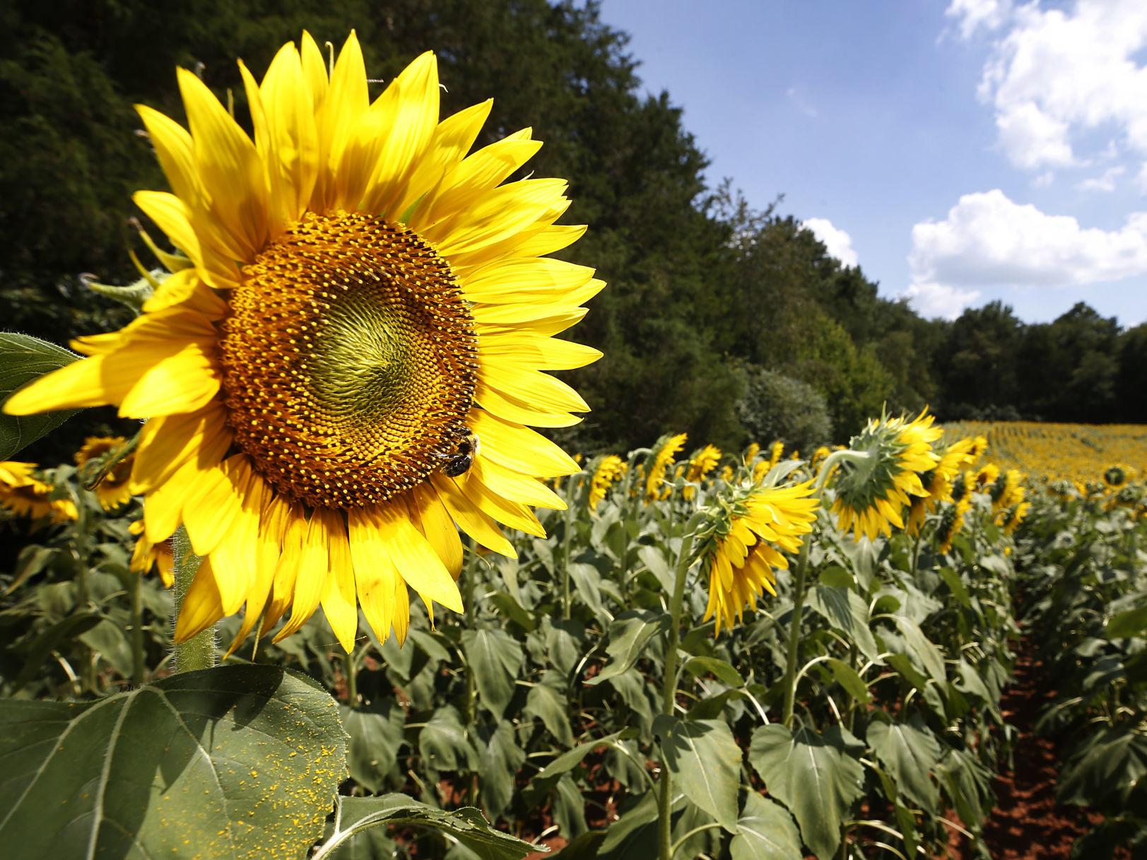 Insta Worthy Sunflower Festival At Alvis Farms In Goochland This