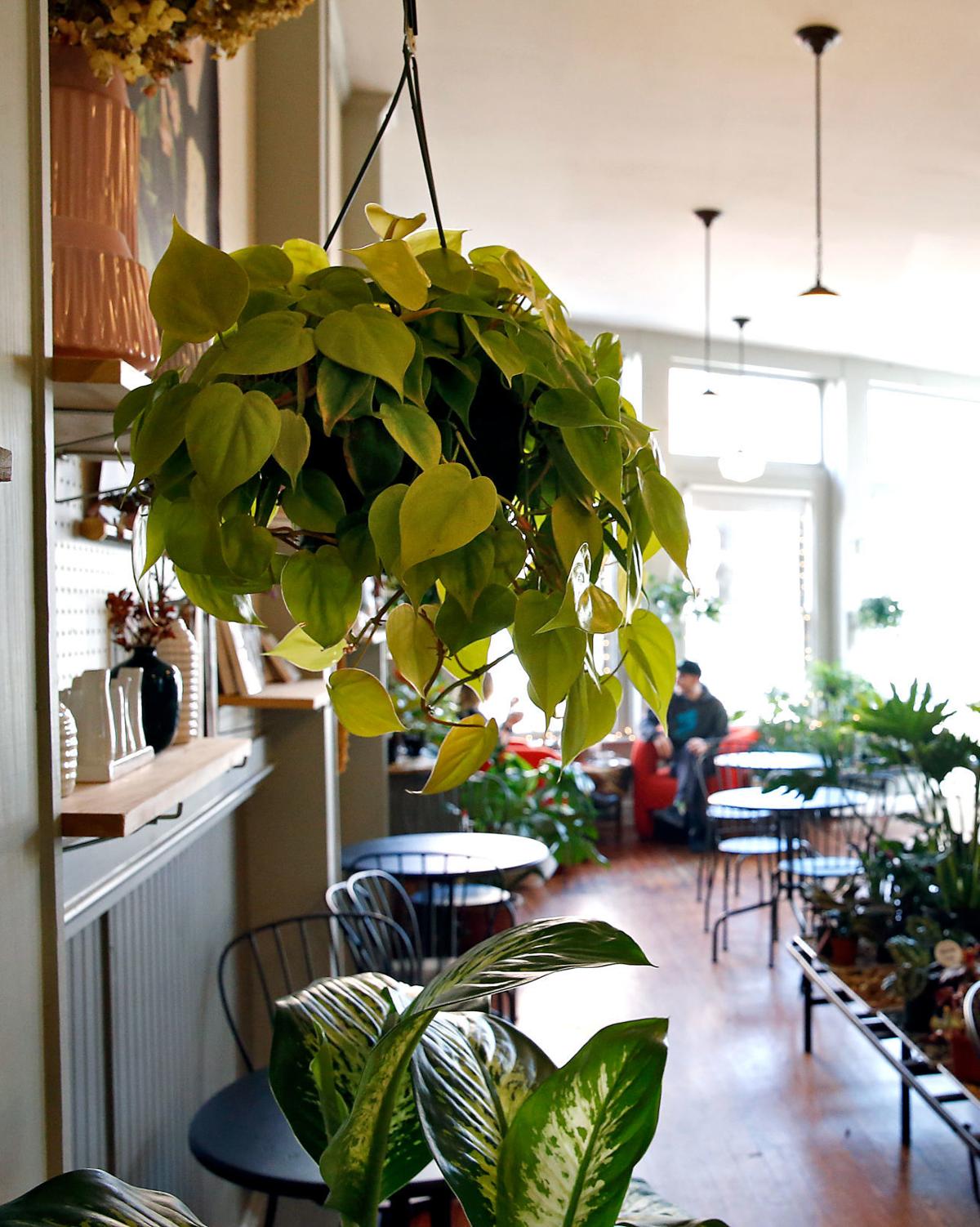 'Houseplants are having a moment,' trending at local shops