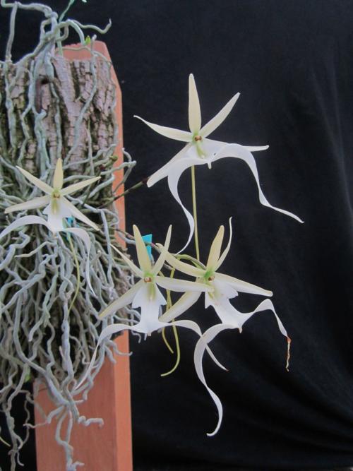 Orchids Finding The Ghost Orchid In The Florida Everglades Richmond Com