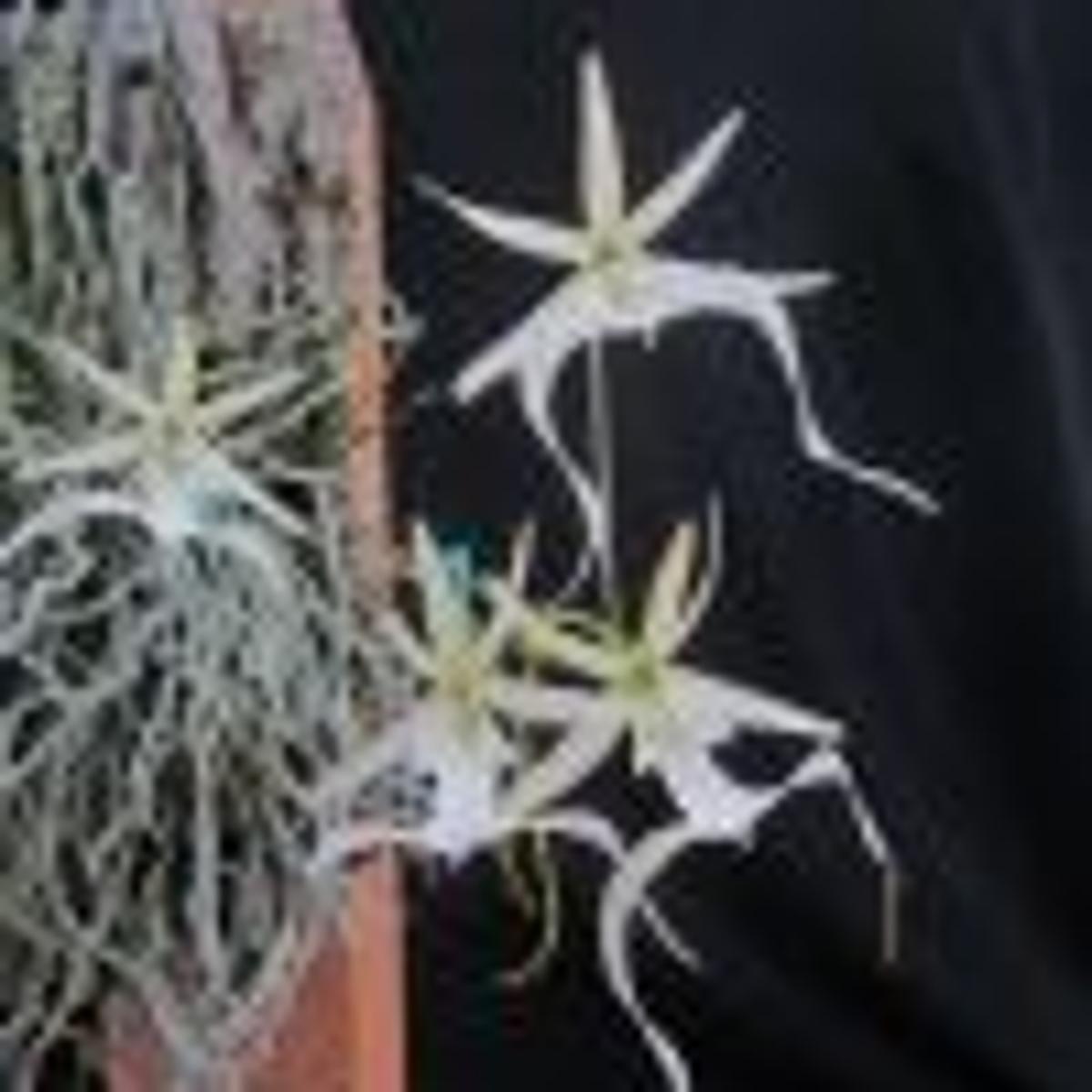 Orchids Finding The Ghost Orchid In The Florida Everglades Richmond Com