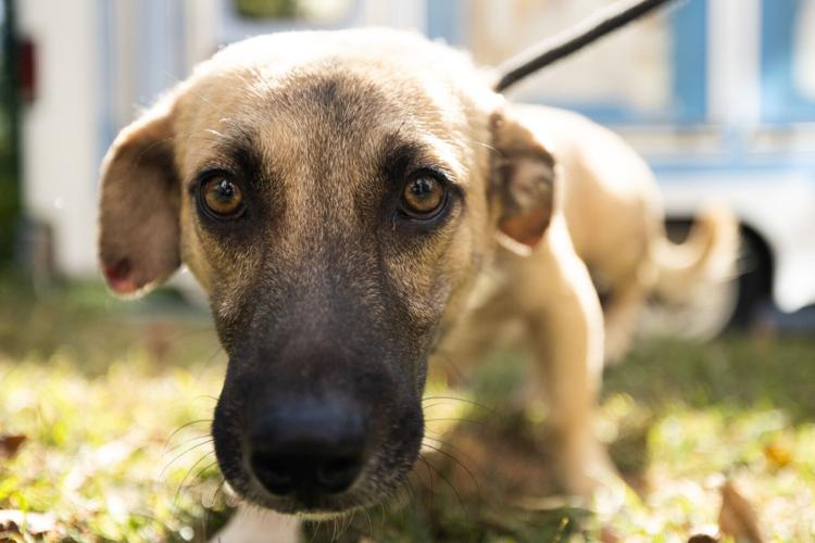 Charlottesville-Albemarle SPCA accepts 45 cats and dogs displaced by  hurricanes