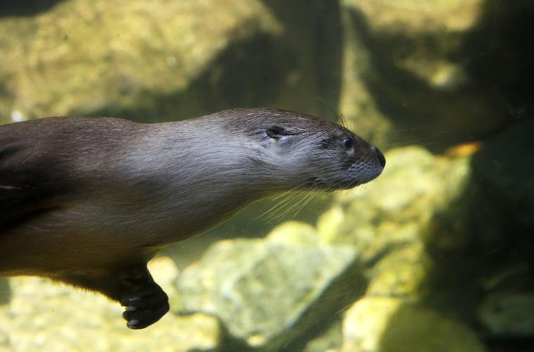 Maymont otter dies unexpectedly