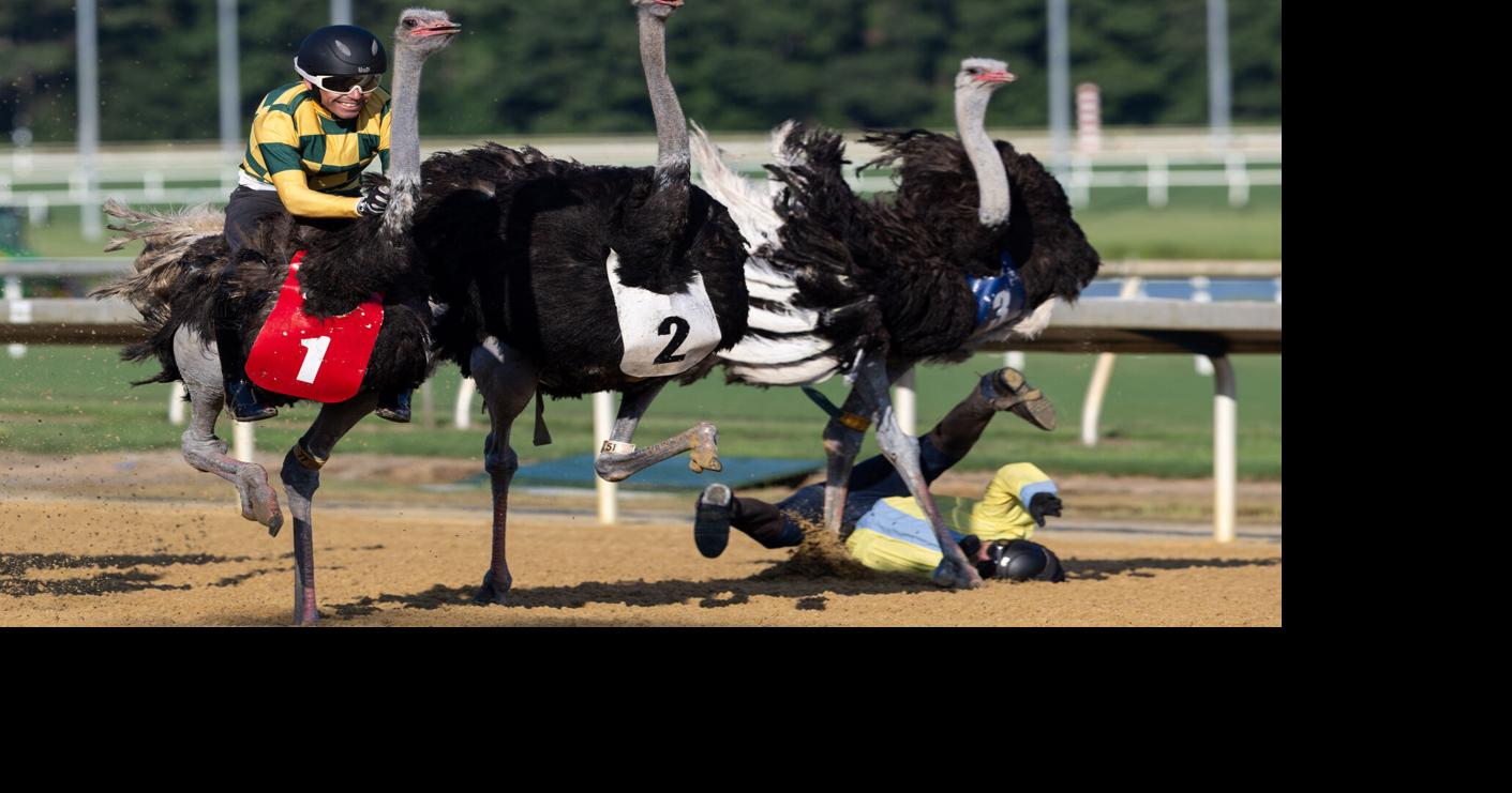 Exotic animals race at Colonial Downs