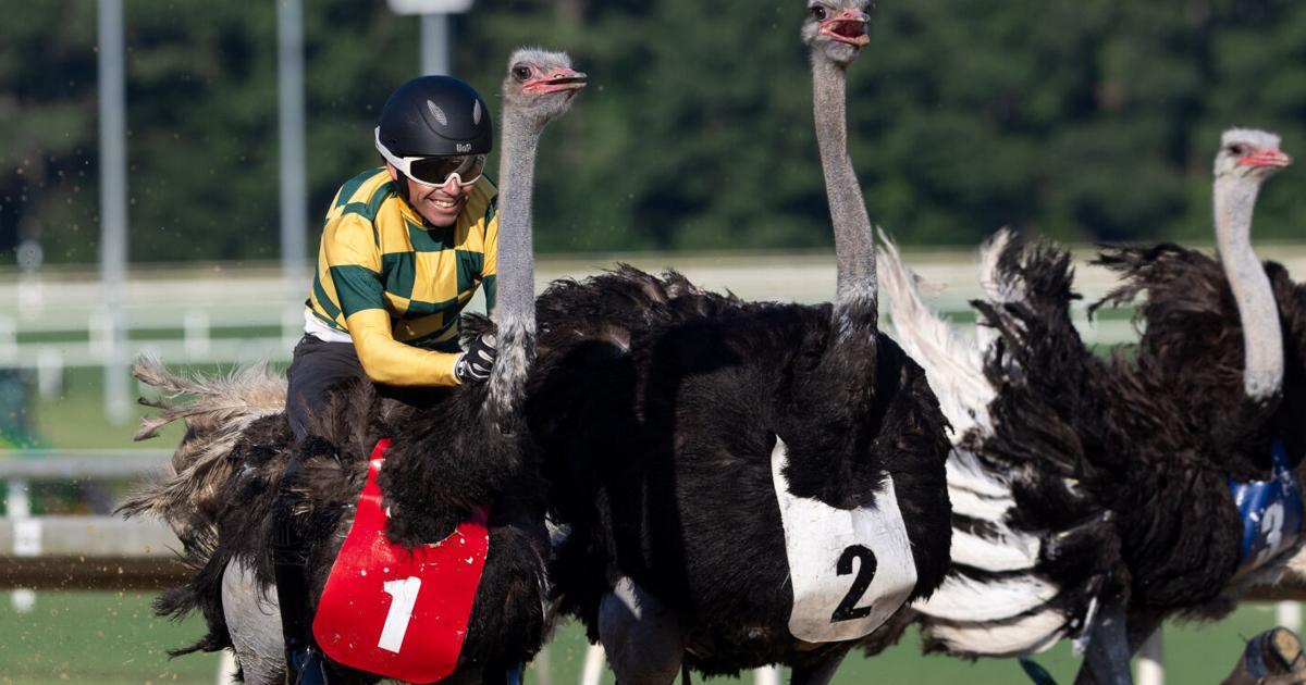Unique Animal Racing Exotic animals race at Colonial Downs