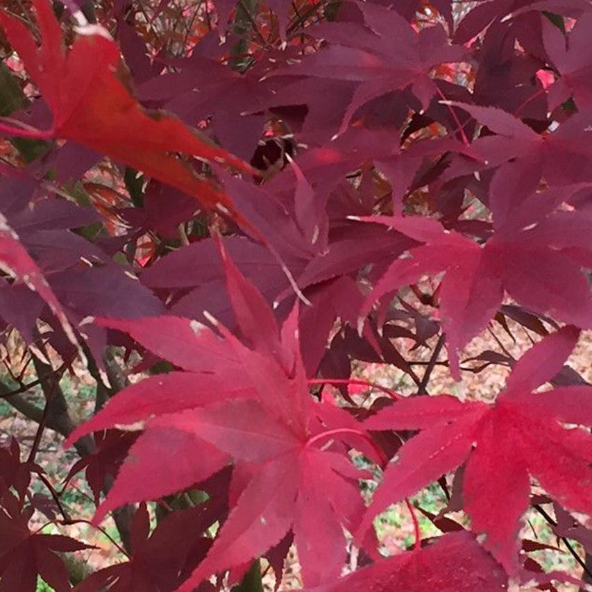 Gardening Q A Best Way To Protect Azalea Plants This Winter For