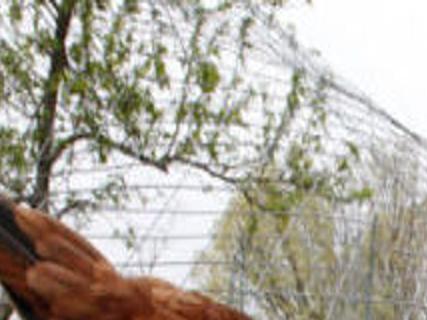 Chickens Moving In To City Backyards Entertainment Richmond Com