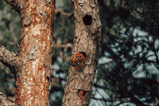 Fall wildlife watching at Virginia State Parks