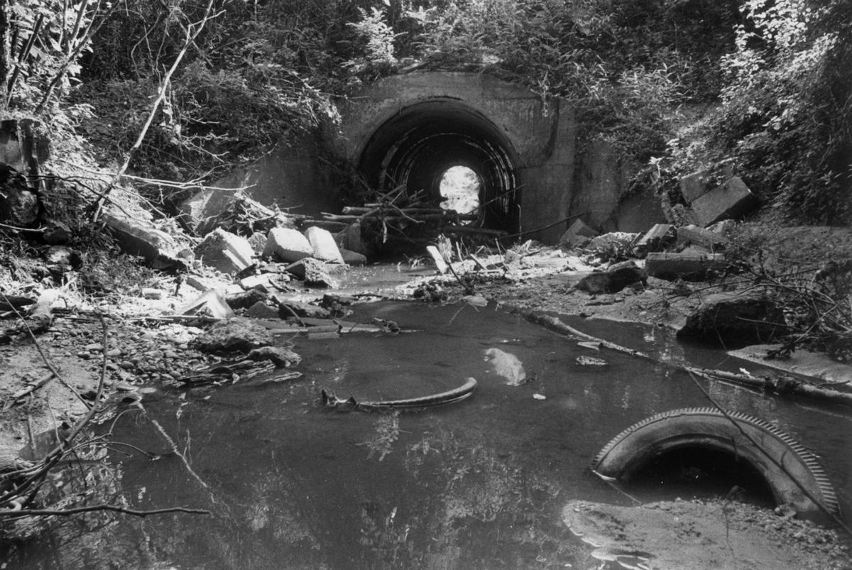 From the Archives Reedy Creek From the Archives